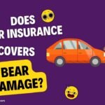 Does car insurance covers Bear damage