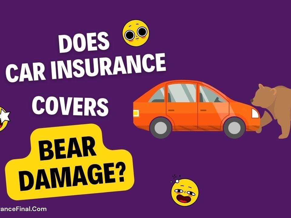 Does car insurance covers Bear damage